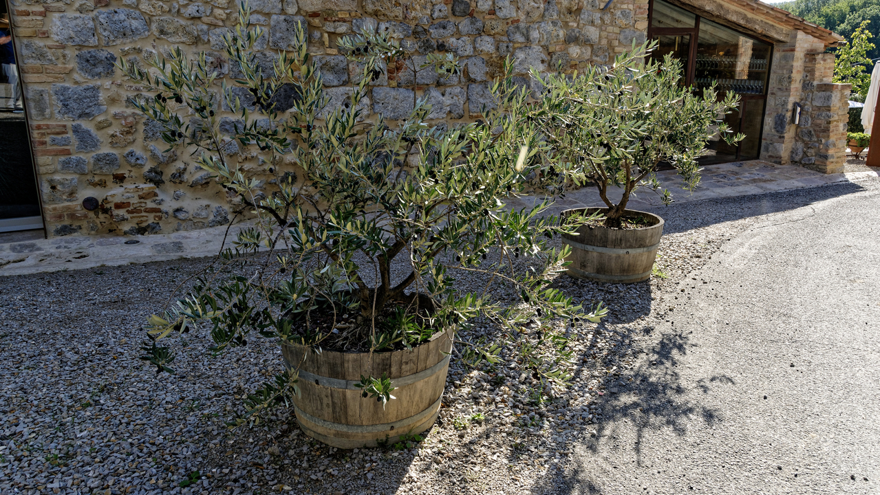 20191026 145546•Gambassi Terme•Tuscany•Italy